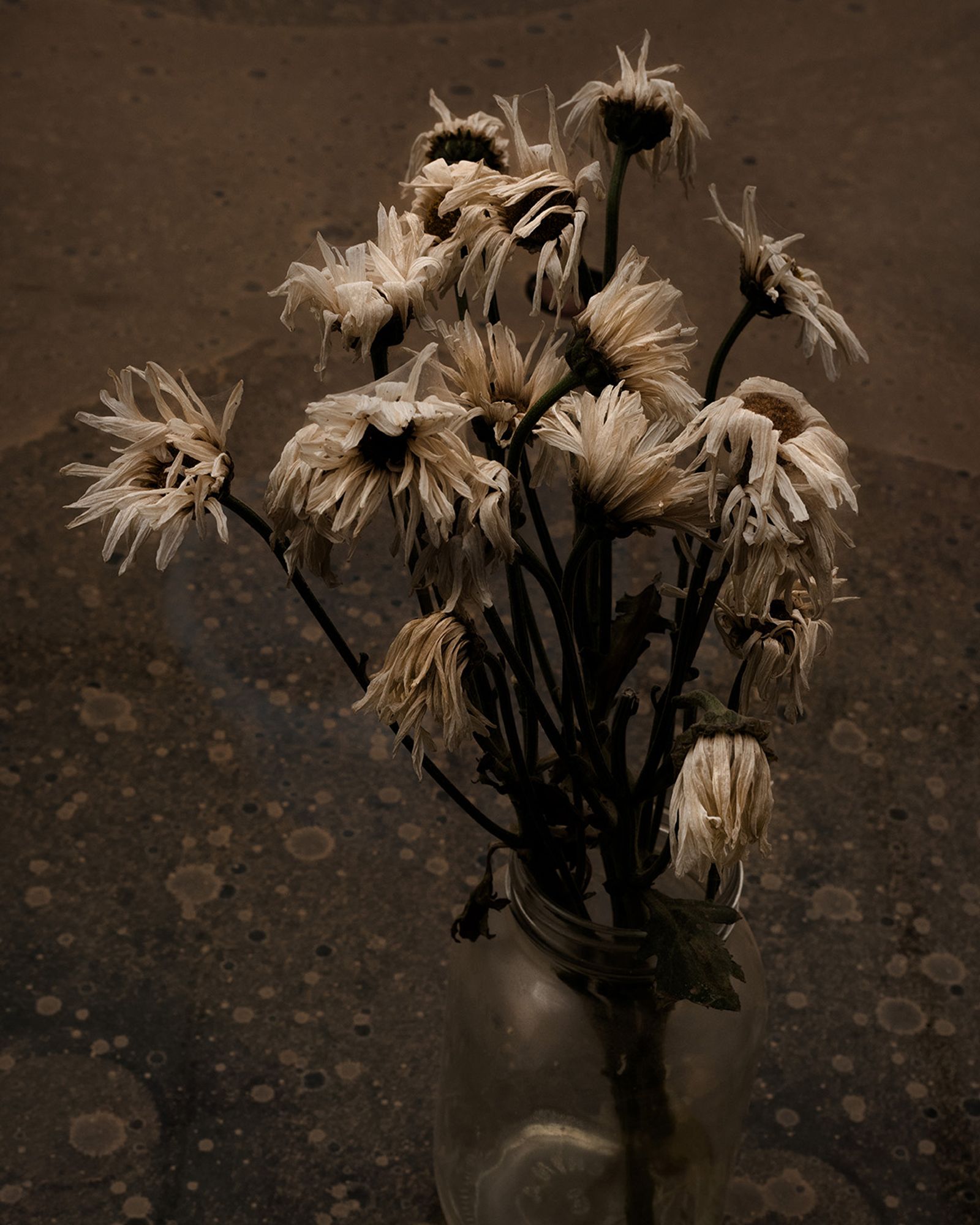 © Ariel Sosa - Daisies are my daughter's favourite flowers.