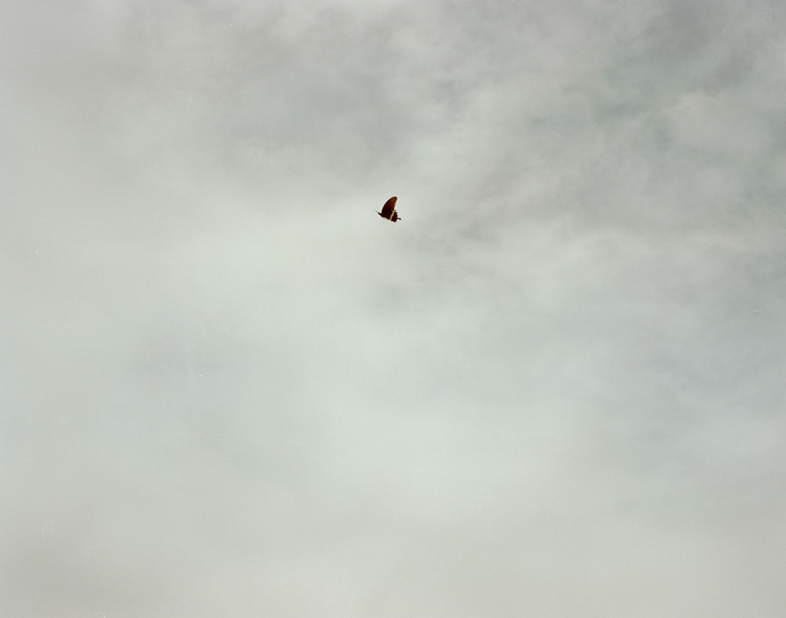 © Bowei Yang - A butterfly escaping from the clouds, Hangzhou, China, 2014.