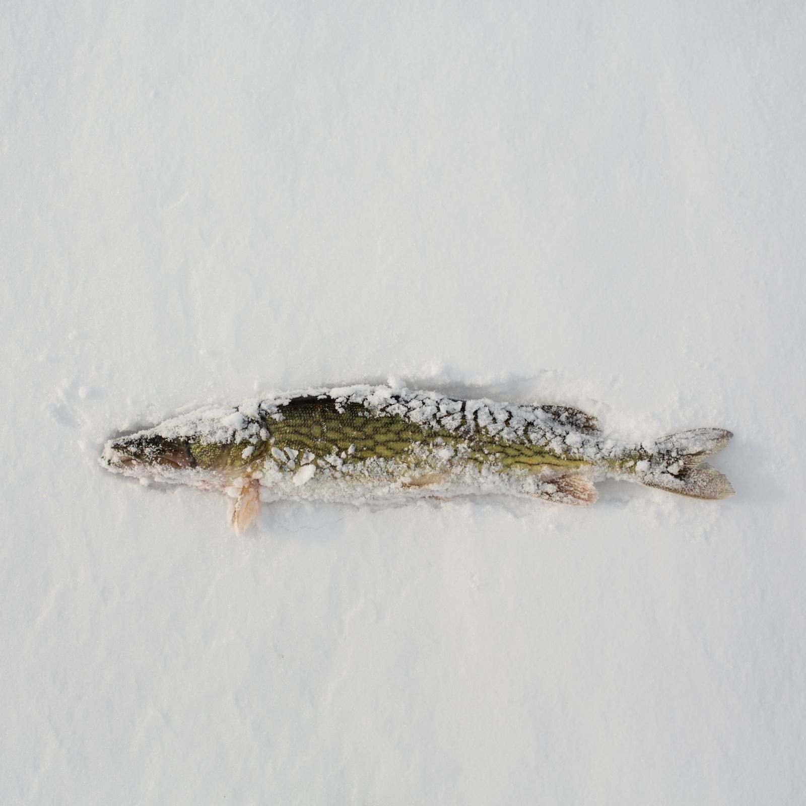 © Federico Pardo - Image from the Ice shanties photography project