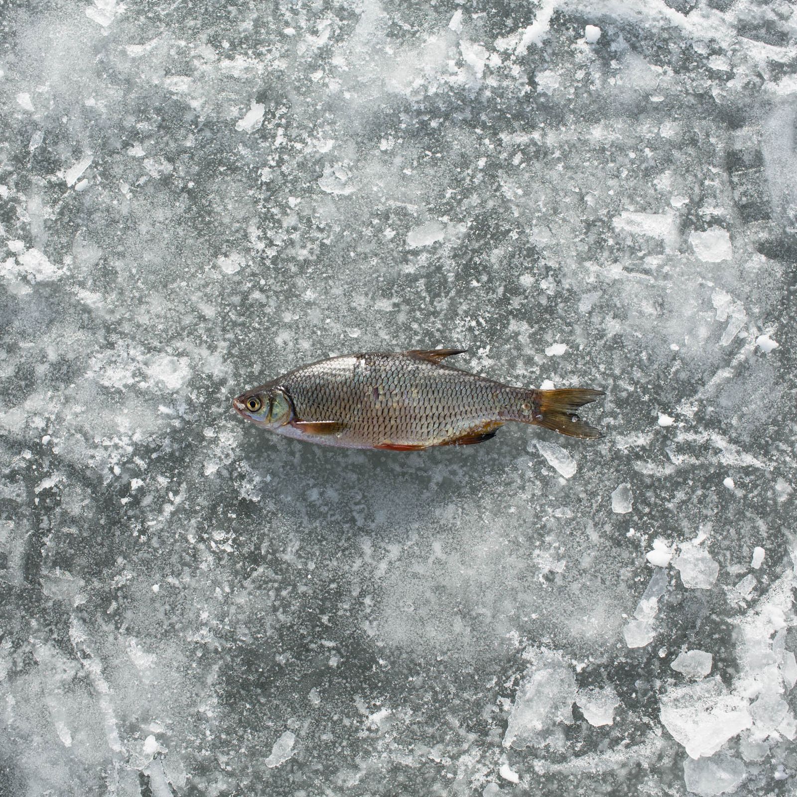 © Federico Pardo - Image from the Ice shanties photography project