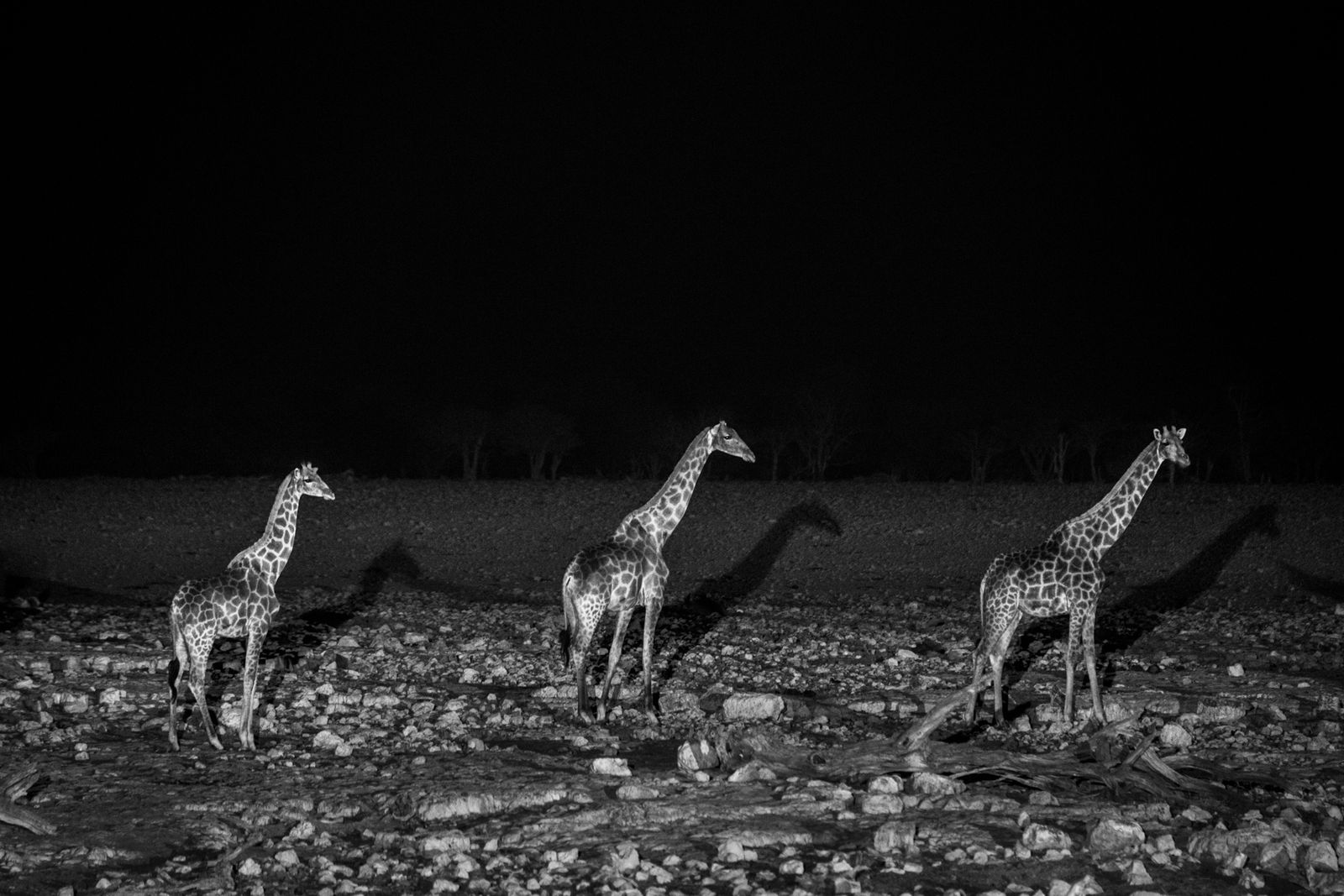 © Federico Pardo - Image from the the Watering hole photography project