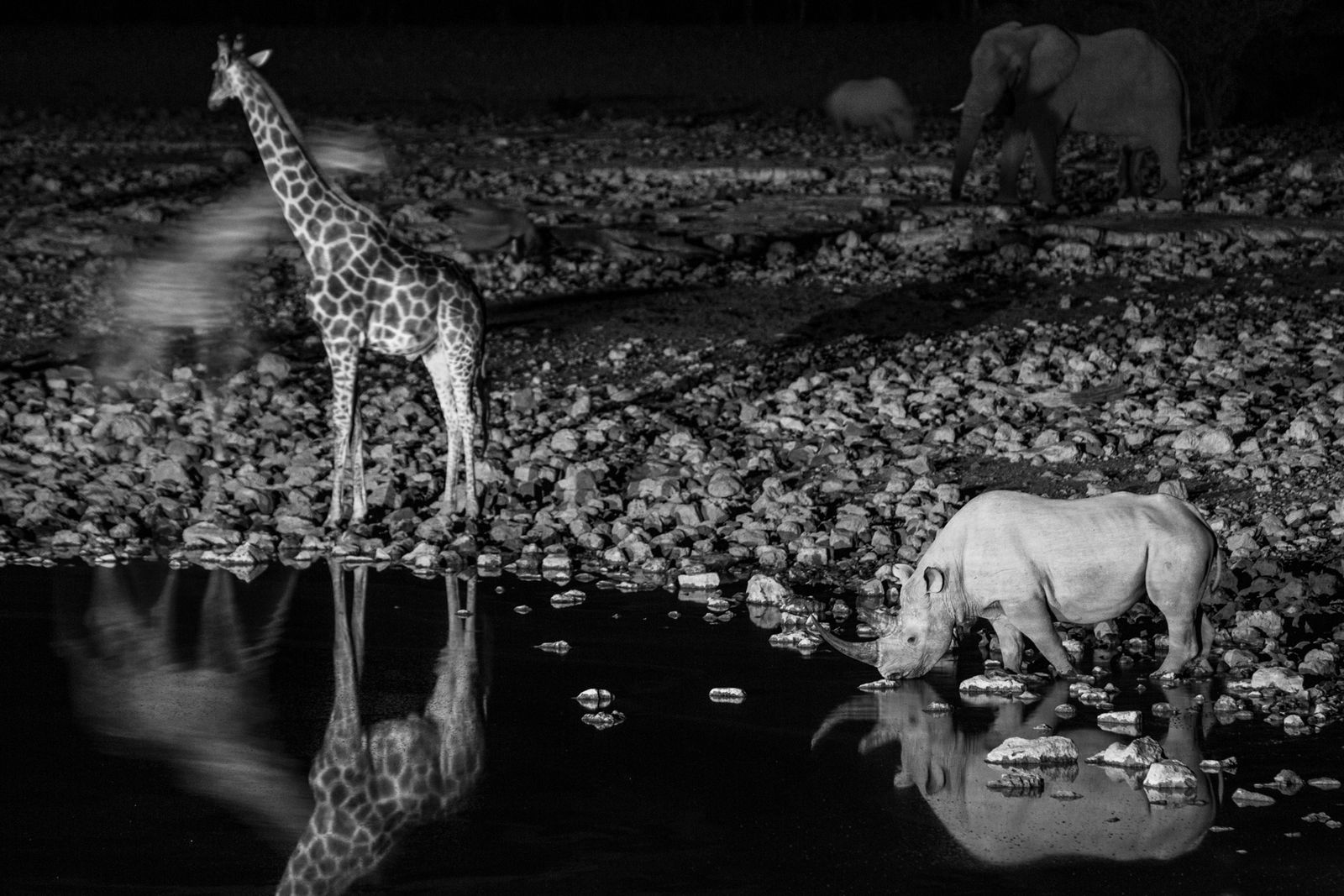 © Federico Pardo - Image from the the Watering hole photography project