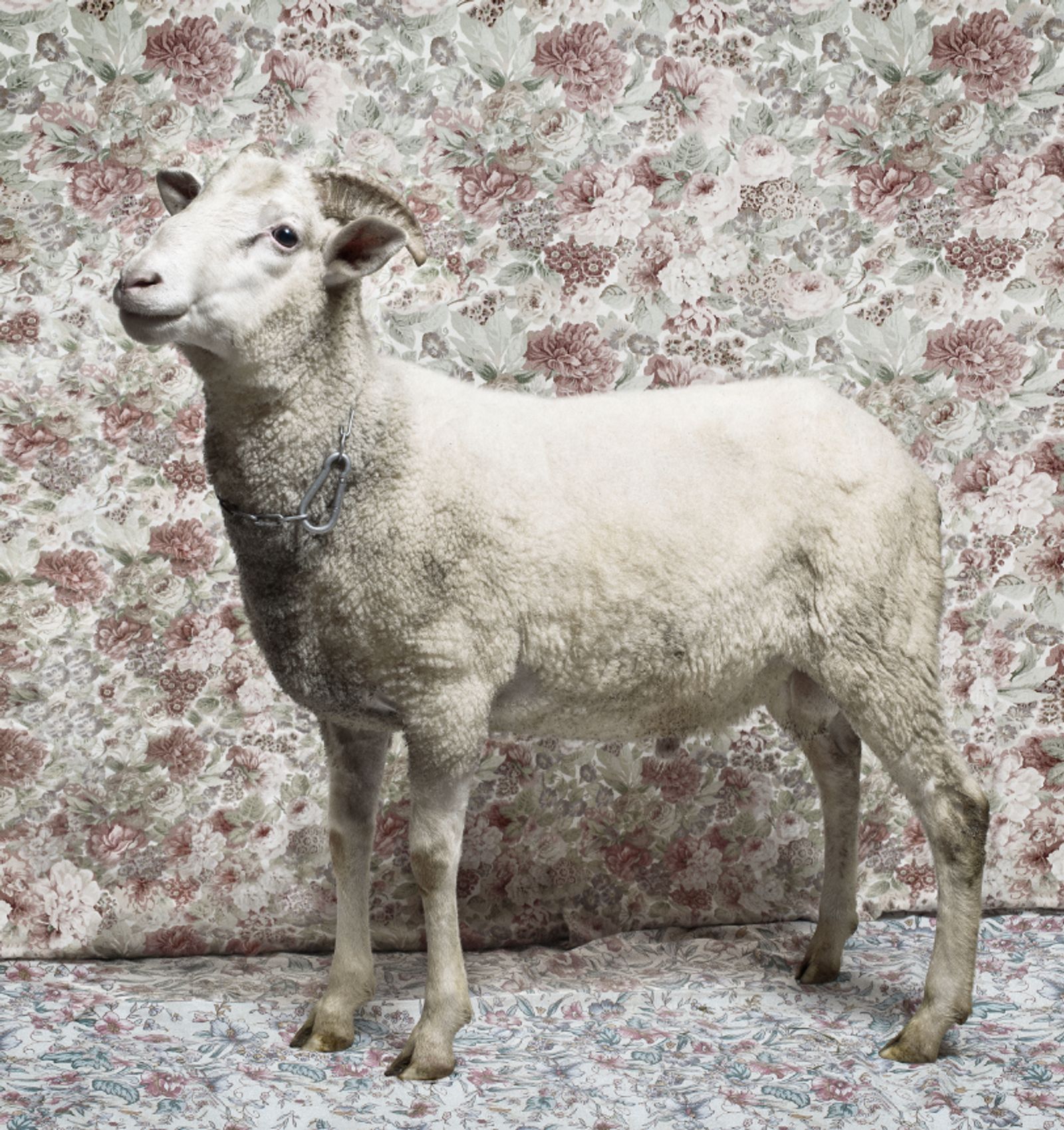 © Natalia Wiernik - The Lamb.
