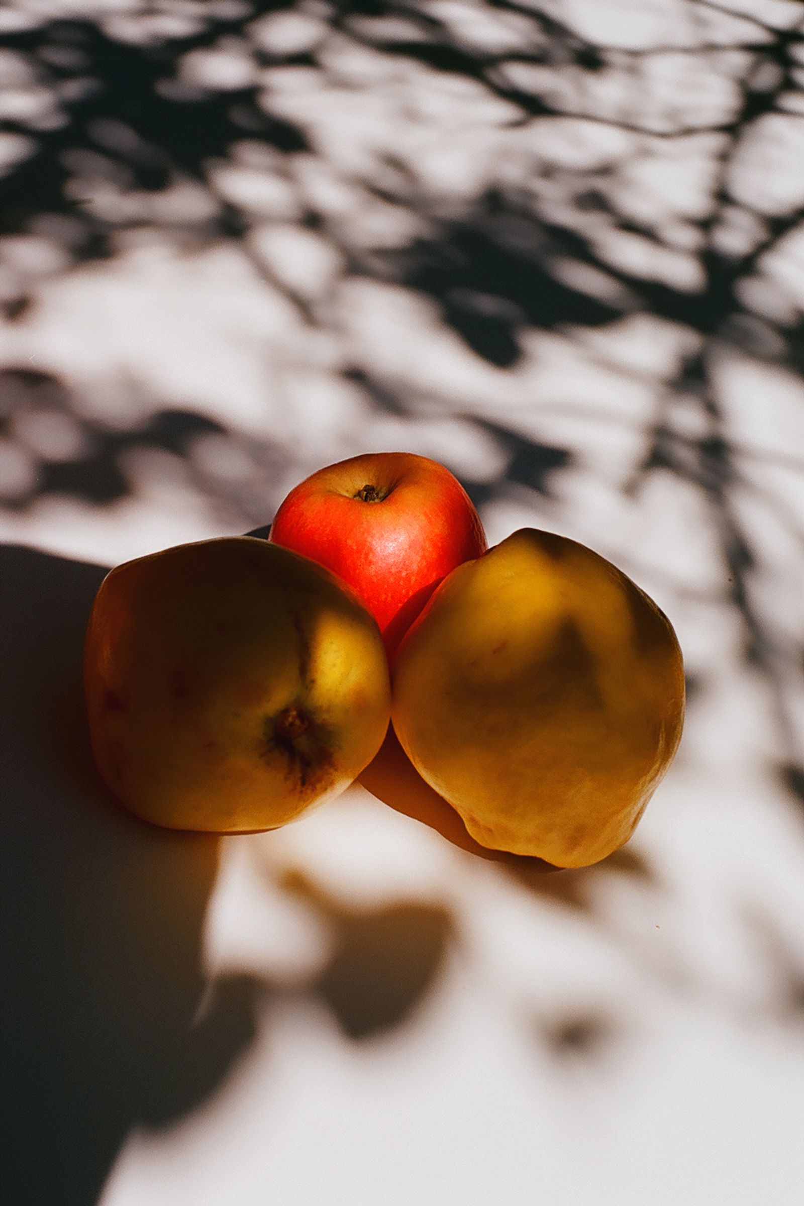© Pavel Bukreev - Quinces & apple stilllife