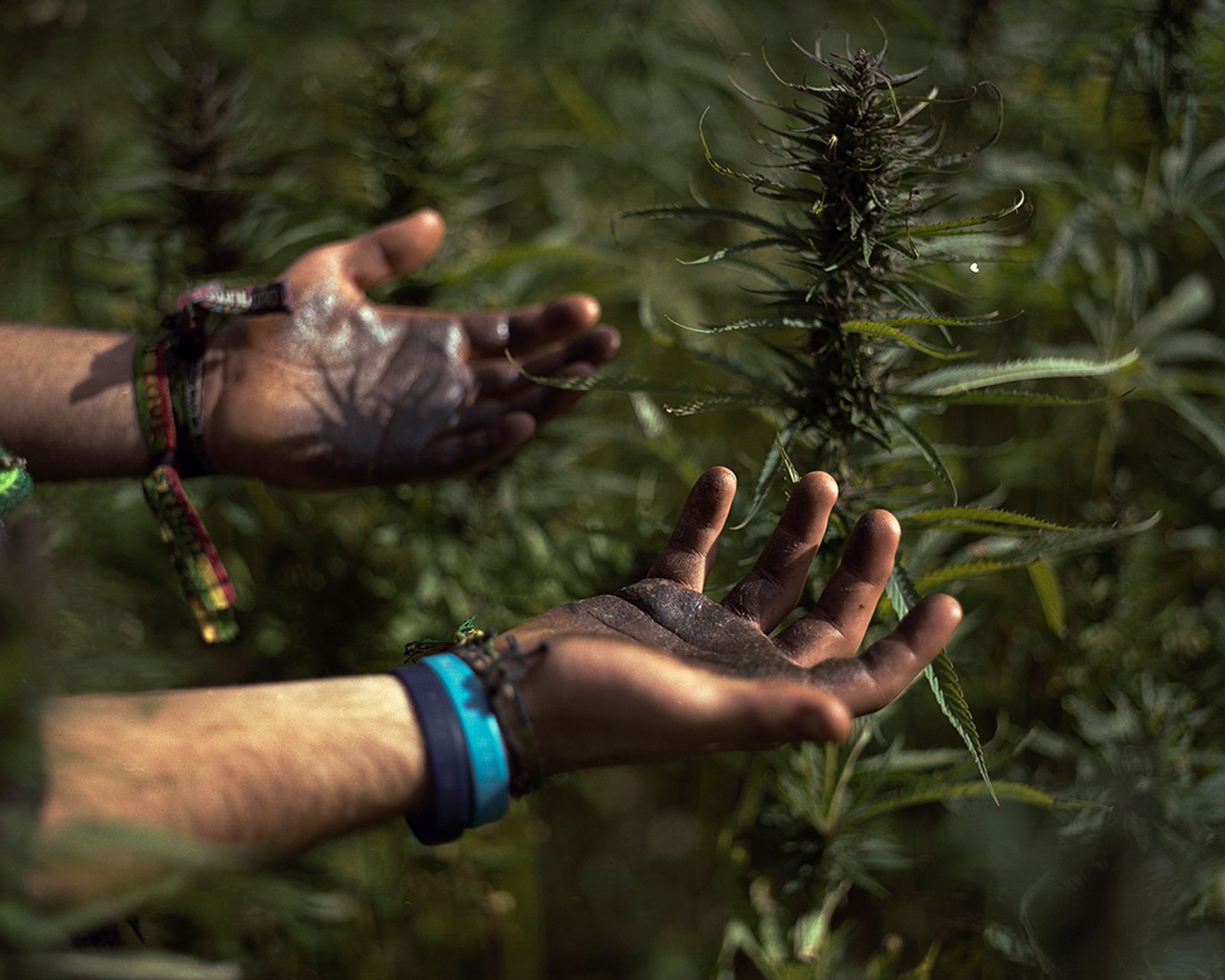 © Ksenia Burnasheva - Adam's_hands_after_running_through_the_field