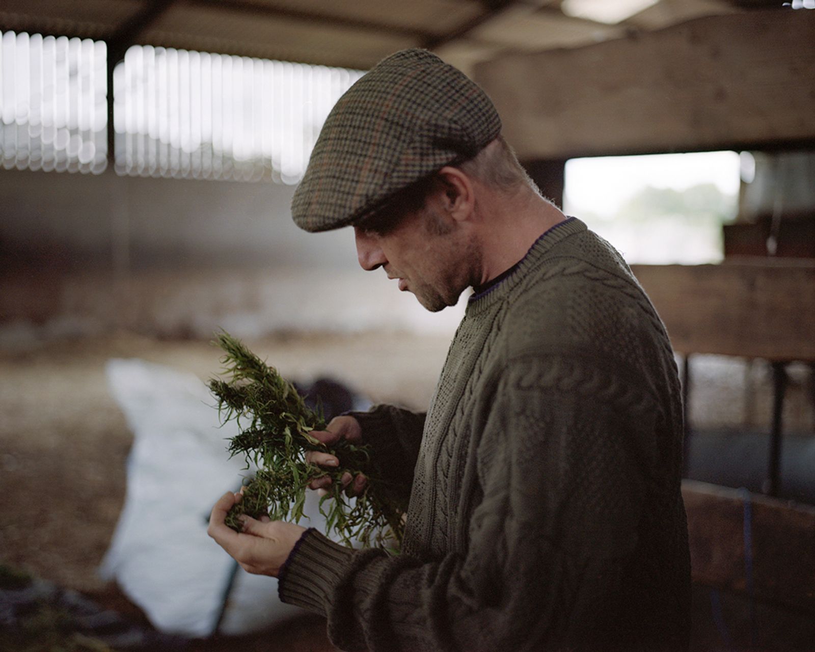 © Ksenia Burnasheva - Serge_checking_hemp_for_mold