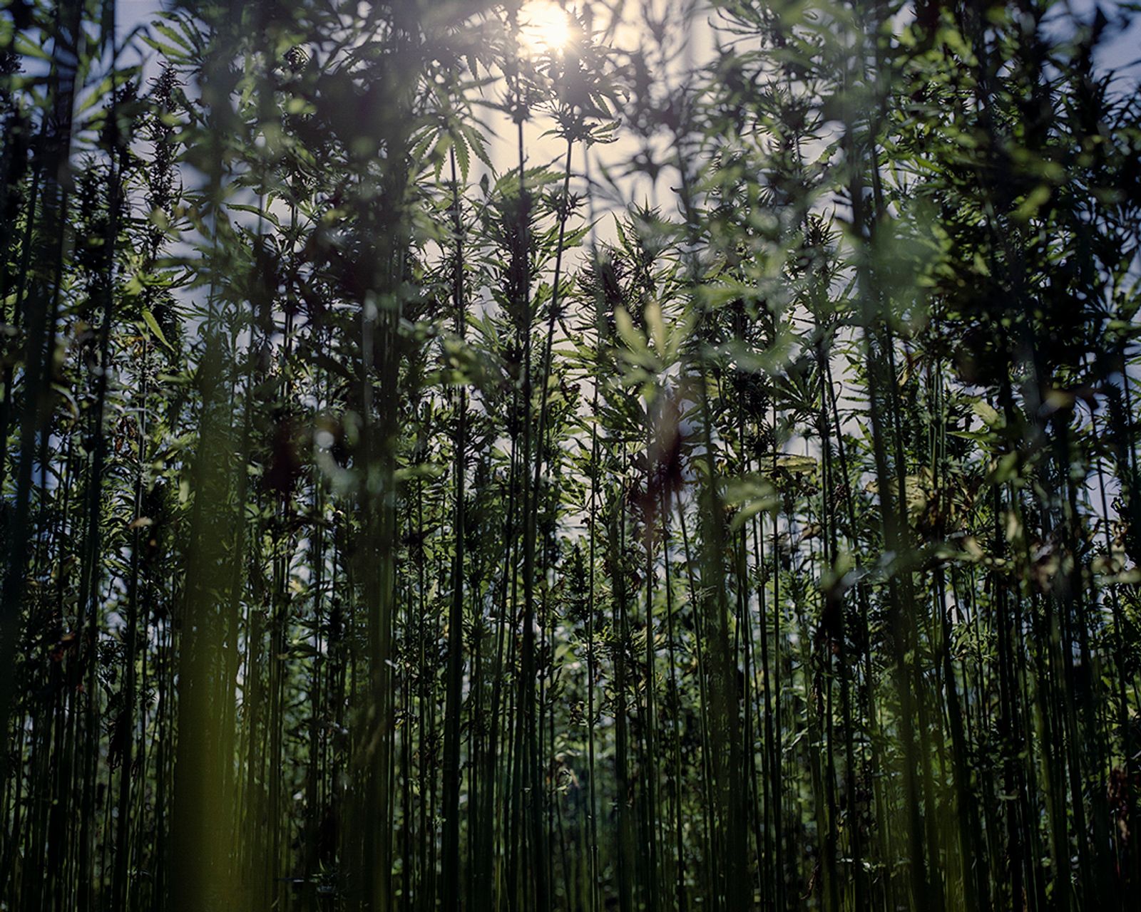 © Ksenia Burnasheva - Hemp_Field