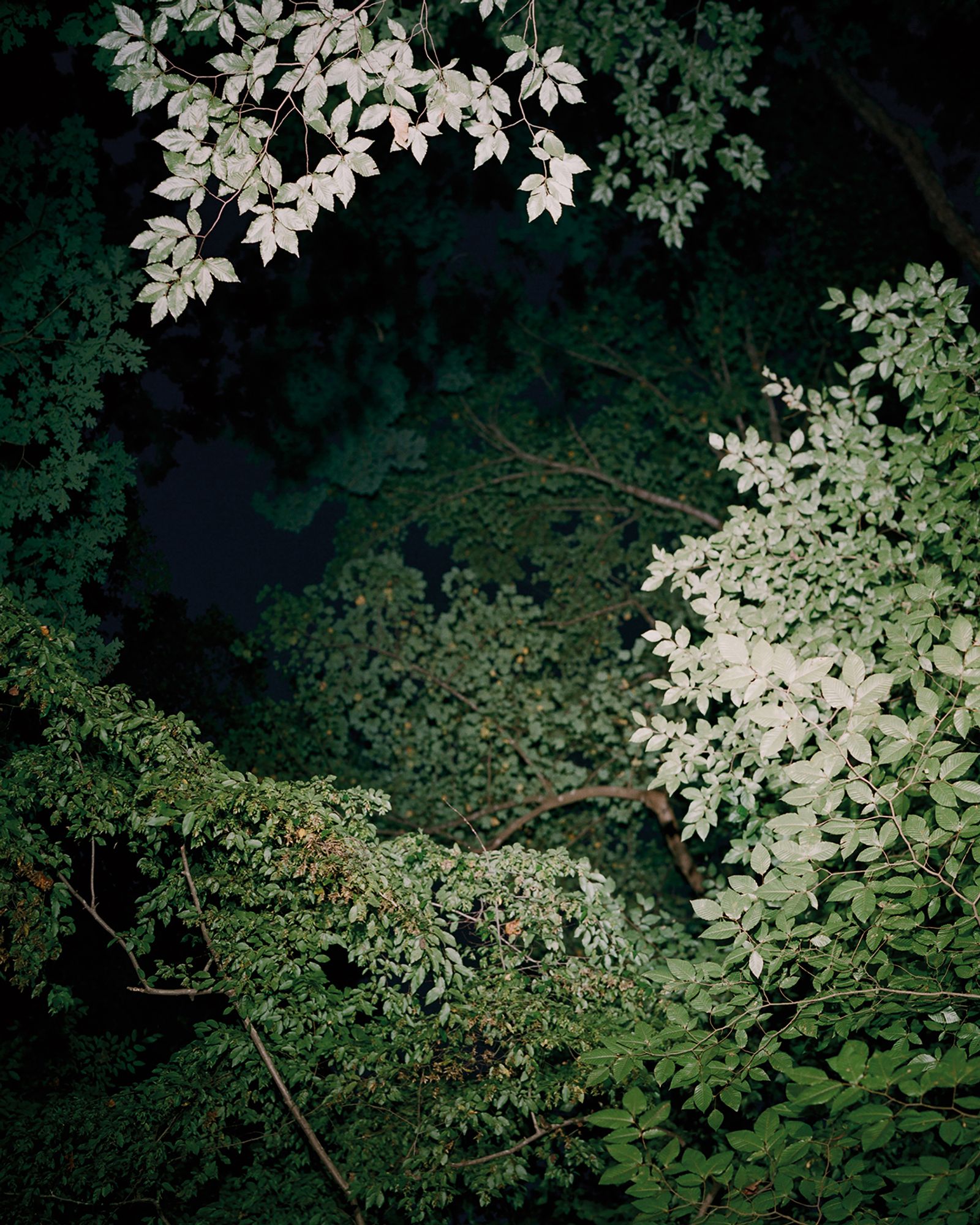 © Jenny Kim - Forest at Night