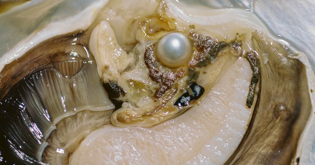 Anatomy of an Oyster PhMuseum