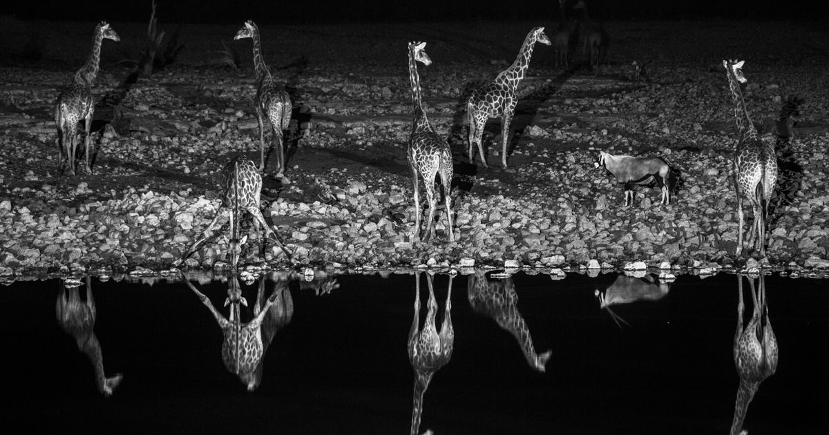 the Watering hole PhMuseum