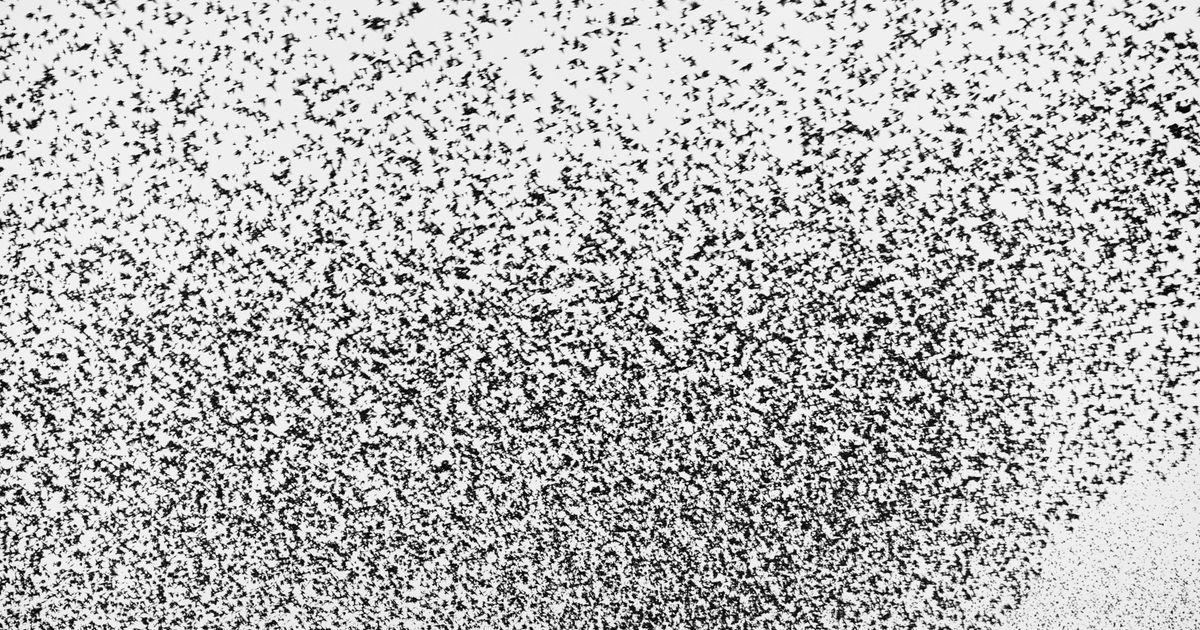 Murmurations - PhMuseum