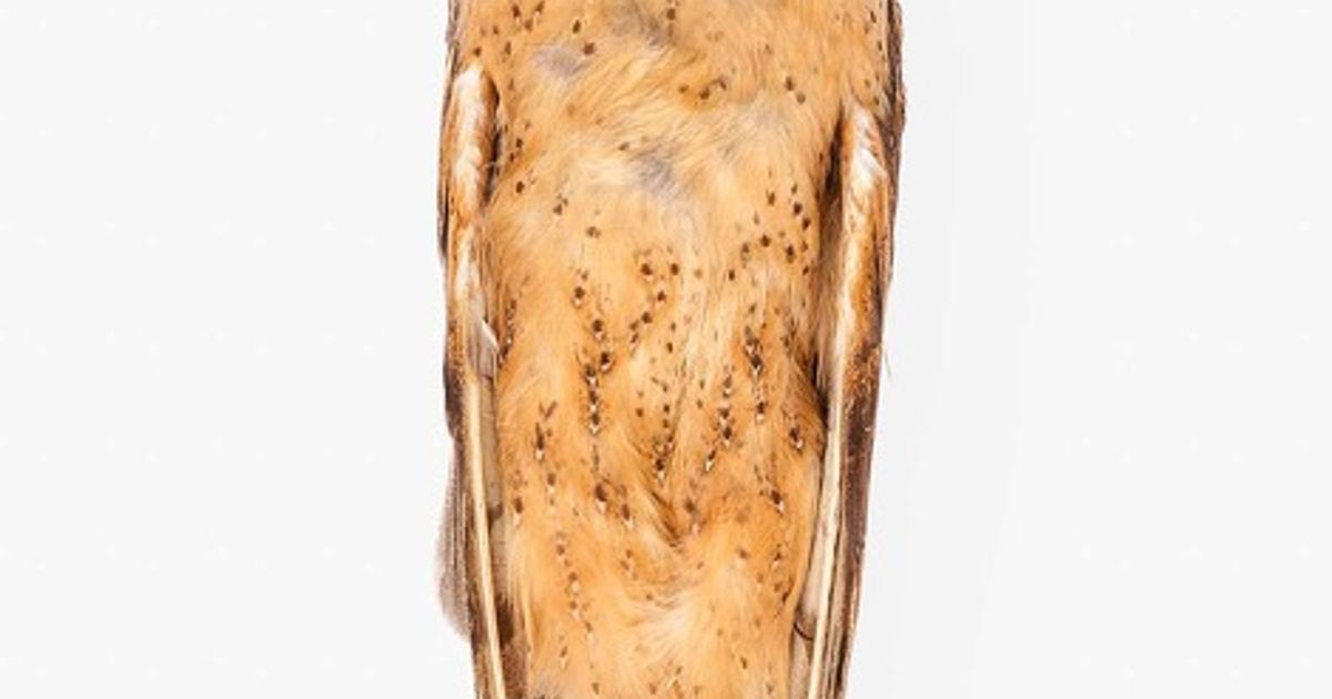 Ornis I - PhMuseum