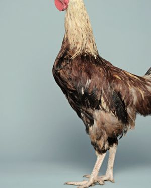 Tatita