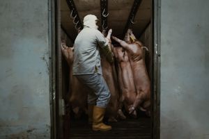 Colombian butchers