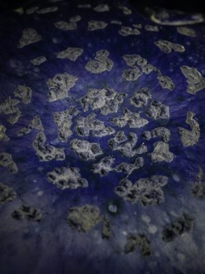 Mycophilia