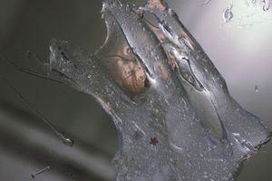 Karmic Web