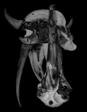 Nature Morte