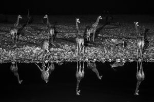 the Watering hole
