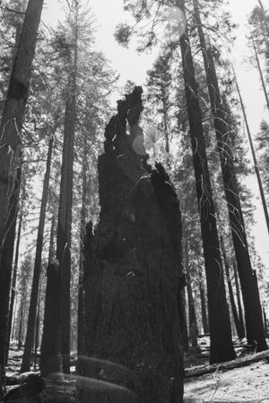 Sequoia’s Mortality