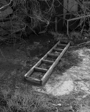 Dead Dreams