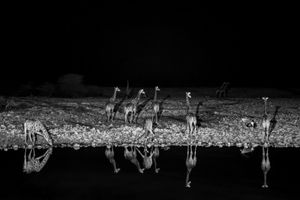 Dreamlike Nocturnal Scenes in Namibia’s Etosha National Park