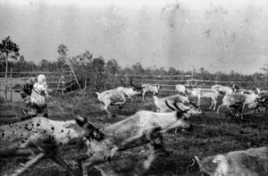 Endangered Ancestry on the West Siberian Plain