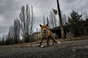 Chernobyl 30 years after