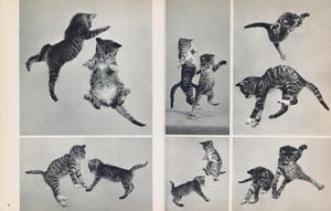 L is for Look. Children's photobooks
