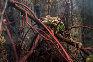 Human symbiosis with nature and world.