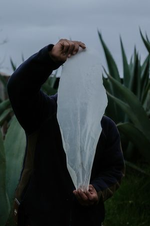 The Time of Agave