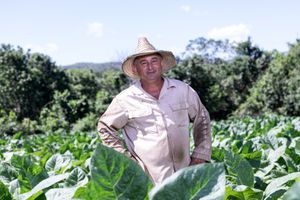 TOBACCO FARMS & GUAJIROS IN VINALES, CUBA
