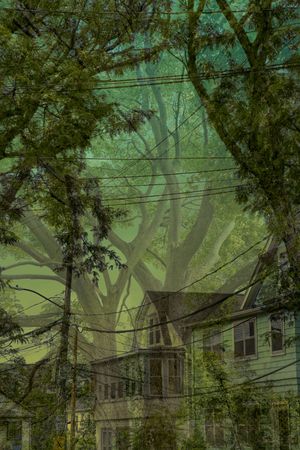 BRANCHES