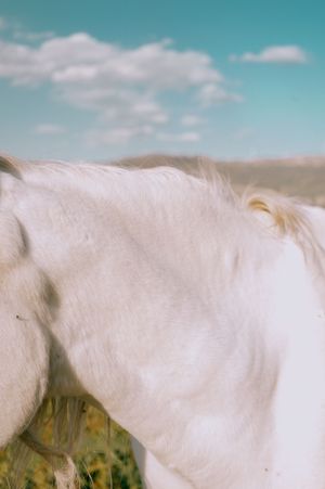 Italian Horses