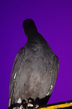 CITY BIRDS