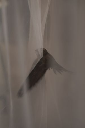 Feræ