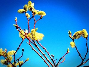 Nature's Beauty