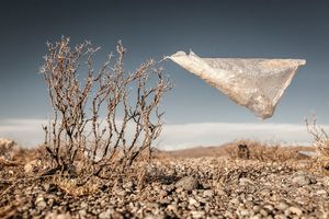 Plastic Trees