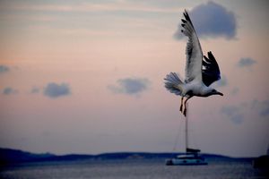 In perpetual flight, I brush against life