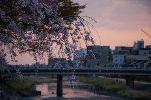 一緒に花見に行こうか？
