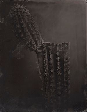 qusamura-Honzo