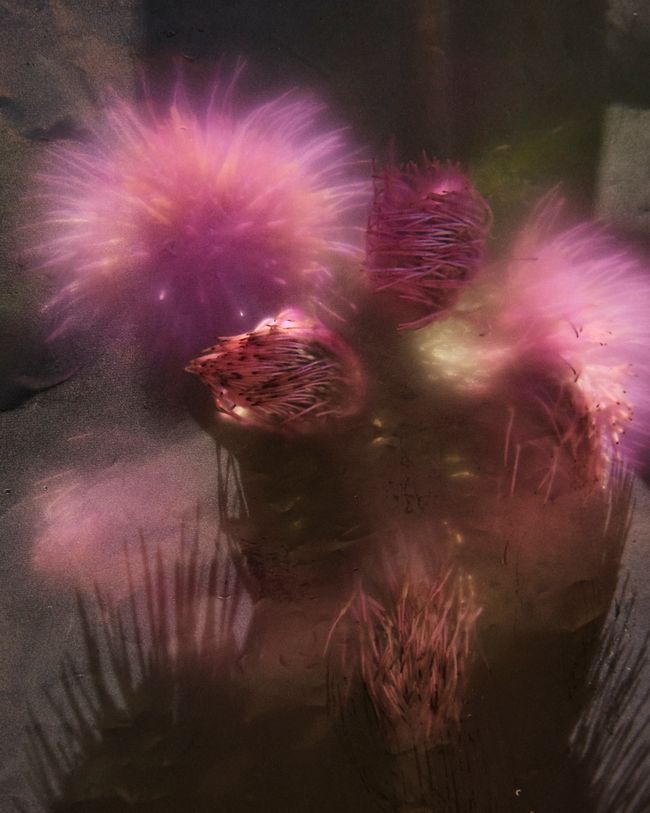 © Gabriela de Giacomo - Image from the Trai fiour pour Sablinna. Three flowers for Elisabetta. photography project
