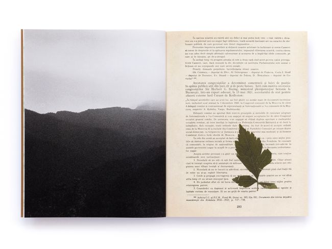 © Pascual + Vincent - Image from the THE TREE OF LIFE IS ETERNALLY GREEN photography project