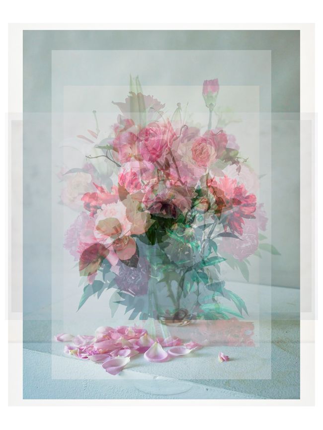 © Pascual + Vincent - GARDEN ROSES