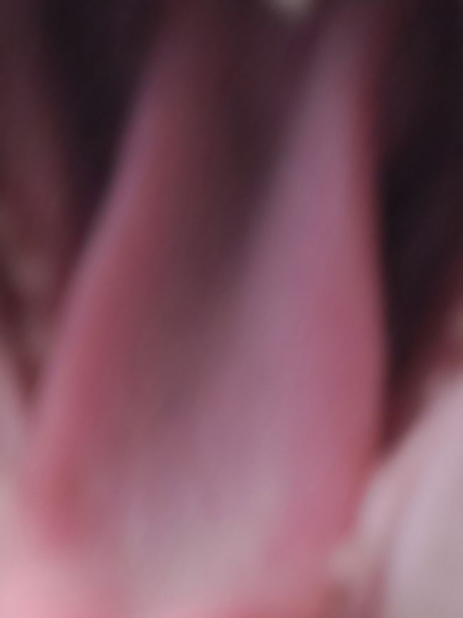 © Nika Sandler - Image from the My Nonhuman Friends photography project