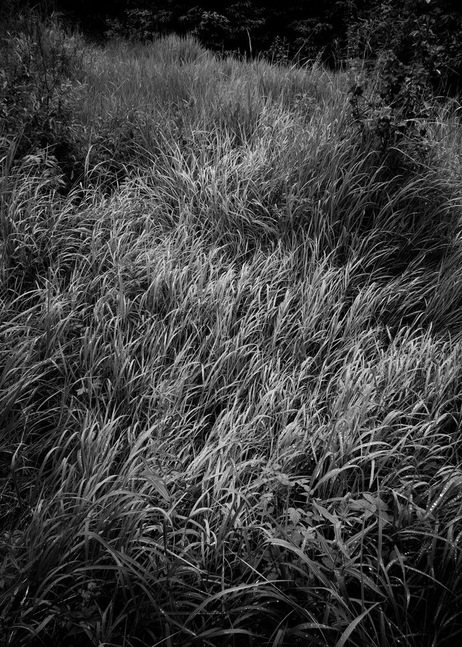 © Perreault Louis - Image from the Les affluents photography project