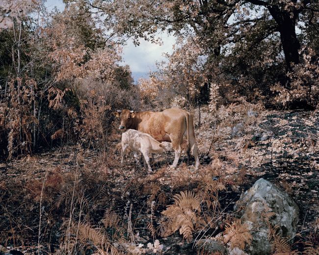 © Massimiliano Corteselli - Image from the Contrapasso photography project