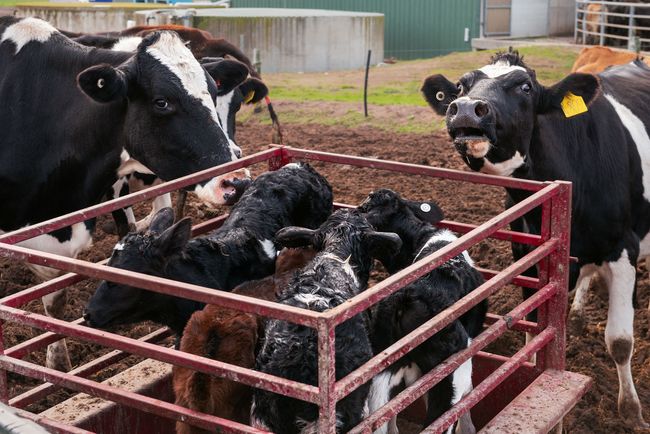 © Karoliina Kase - Image from the To All the Bobbies Out There photography project