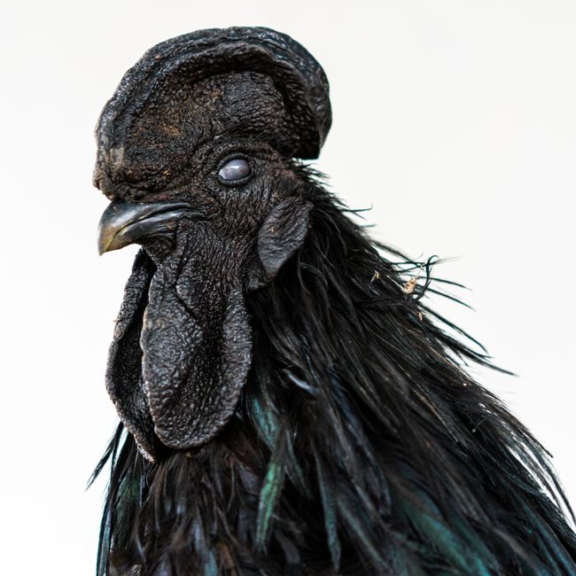 © Marc Aziz Ressang - The Black Chicken