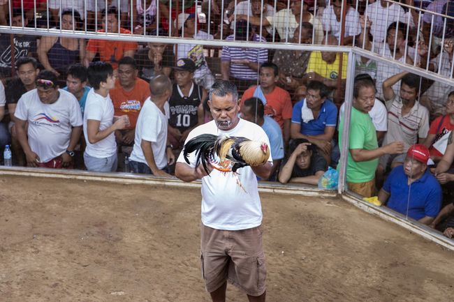 © Mehdi Maciej Benembarek - Image from the Cockfights in Philippines photography project