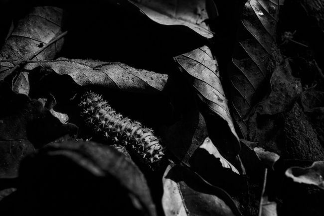 © Olivier Khouadiani - Caterpillar in a Cacao field, one of the references for Neo Goli